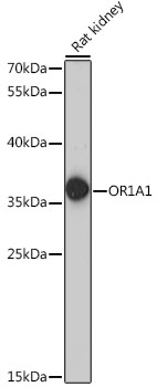 OR1A1 Polyclonal Antibody (E-AB-66824)
