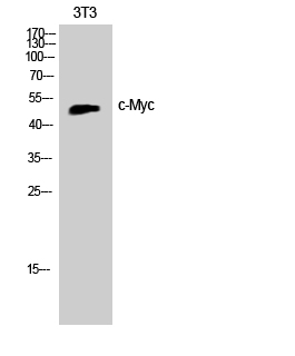 c-Myc Polyclonal Antibody (E-AB-30975)