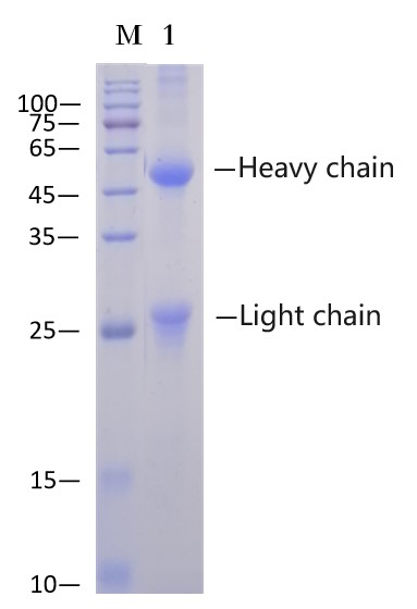 Mouse IgG Affinity Agarose (EA-IP-100)
