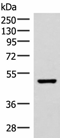 IP6K2 Polyclonal Antibody (E-AB-18114)