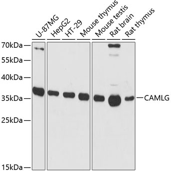 CAMLG Polyclonal Antibody (E-AB-64807)