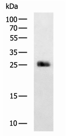 MOG Polyclonal Antibody (E-AB-53510)