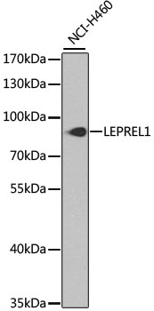 LEPREL1 Polyclonal Antibody (E-AB-62474)