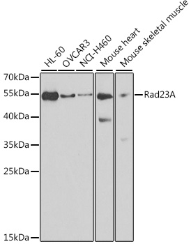 Rad23A Polyclonal Antibody (E-AB-92396)