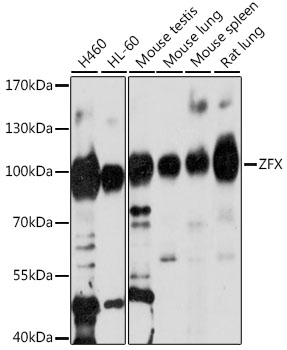 ZFX Polyclonal Antibody (E-AB-91529)