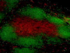 Alexa Fluor® 594 anti-rat IgG2a Antibody (407509)