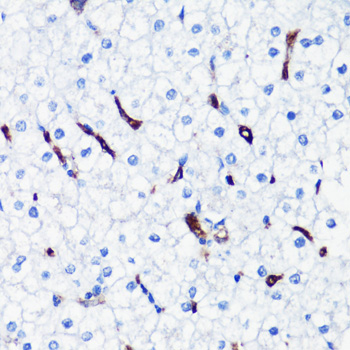 HO-1 Polyclonal Antibody (E-AB-66079)