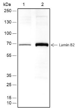 Recombinant Lamin B2 Monoclonal Antibody (AN301763L)