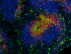 Alexa Fluor® 594 anti-mouse CD4 Antibody (100446)