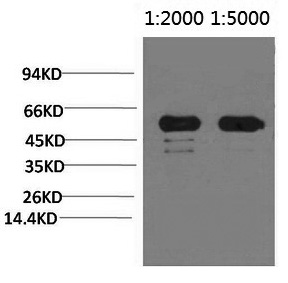 Rubisco (Large Chain) Monoclonal Antibody (E-AB-22168)