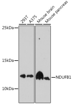 NDUFB1 Polyclonal Antibody (E-AB-91657)
