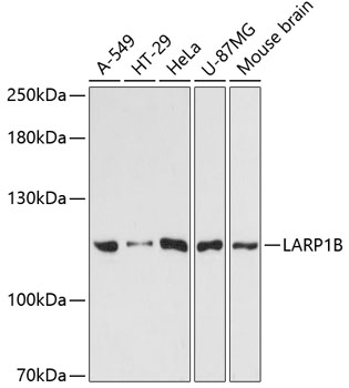 LARP1B Polyclonal Antibody (E-AB-64508)