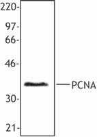 Purified anti-human/mouse/rat PCNA Antibody (307901)