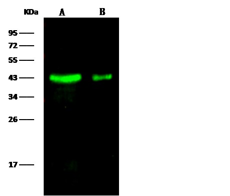 LRPAP1 Monoclonal Antibody (AN200204P)