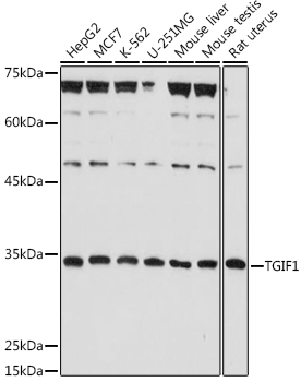 TGIF1 Polyclonal Antibody (E-AB-91675)