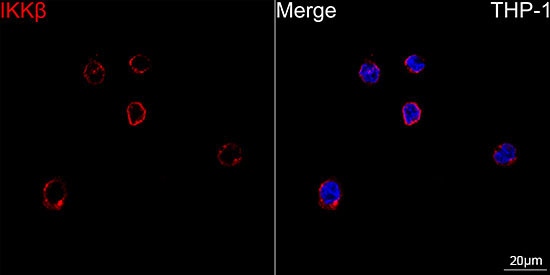IKK beta Polyclonal Antibody (E-AB-60595)