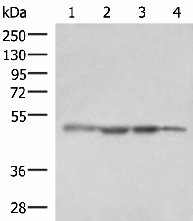 RHAG Polyclonal Antibody (E-AB-52939)