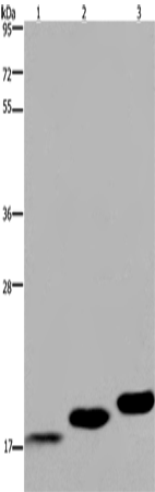 MYL12B Polyclonal Antibody (E-AB-11220)