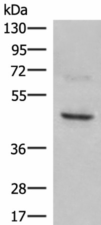 NCR1 Polyclonal Antibody (E-AB-52126)