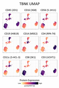 TotalSeq™-A Human TBNK Cocktail (399901)