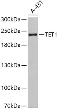 TET1 Polyclonal Antibody (E-AB-60317)