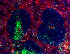 Purified anti-mouse CD105 Antibody (120401)