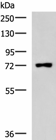 PUM3 Polyclonal Antibody (E-AB-52099)