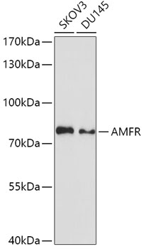 AMFR Polyclonal Antibody (E-AB-67587)