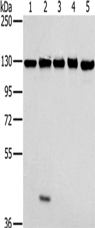 MATR3 Polyclonal Antibody (E-AB-15190)
