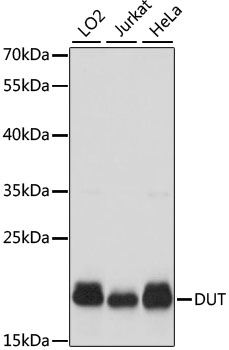 DUT Polyclonal Antibody (E-AB-67503)