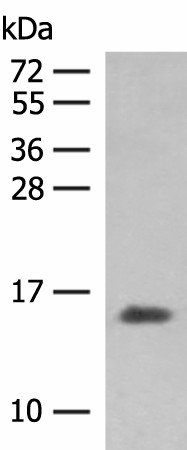 HBG1/HBG2 Polyclonal Antibody (E-AB-18774)