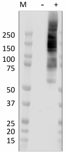 Purified anti-Phosphoserine Antibody (944101)