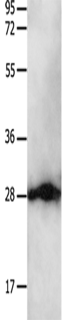 14-3-3 beta/alpha Polyclonal Antibody (E-AB-12586)