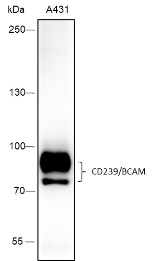 Recombinant CD239/BCAM Monoclonal Antibody (AN301706L)