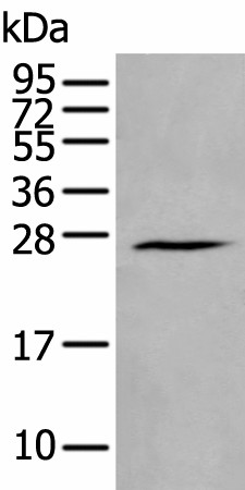 HAND1 Polyclonal Antibody (E-AB-19541)