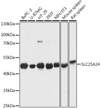 SLC25A24 Polyclonal Antibody (E-AB-63633)