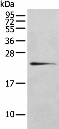 RILPL2 Polyclonal Antibody (E-AB-18411)