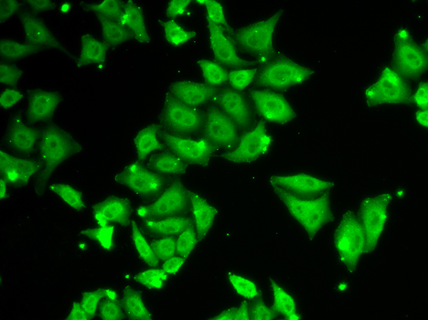 Ataxin 3 Polyclonal Antibody (E-AB-60279)