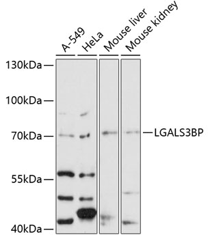 LGALS3BP Polyclonal Antibody (E-AB-90319)