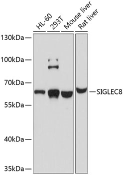 SIGLEC8 Polyclonal Antibody (E-AB-64057)