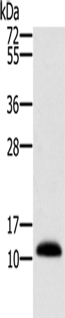 MSMB Polyclonal Antibody (E-AB-11482)