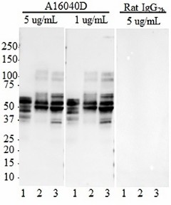 Purified anti-Tau, 269-281 Antibody (850601)