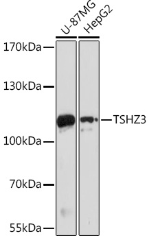 TSHZ3 Polyclonal Antibody (E-AB-92066)
