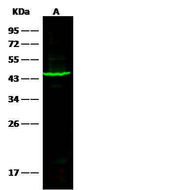SerpinB1/ELANH2 Monoclonal Antibody (AN200220P)