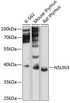 NSUN3 Polyclonal Antibody (E-AB-90526)