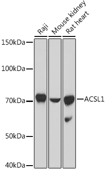ACSL1 Polyclonal Antibody (E-AB-91485)