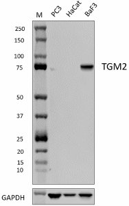 Purified anti-TGM2 Antibody (649351)