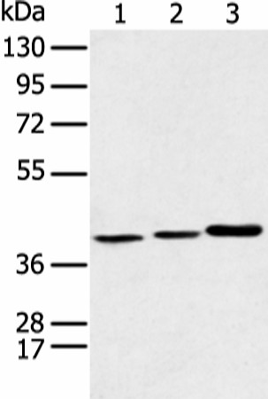 MORF4L1 Polyclonal Antibody (E-AB-19411)