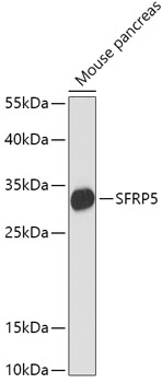 SFRP5 Polyclonal Antibody (E-AB-66919)
