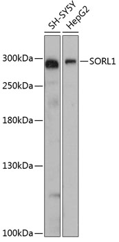 SORL1 Polyclonal Antibody (E-AB-64429)